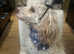 Monty Moonshine KC Caf au Lait Toy Poodle Stud