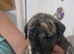 Beautiful American p bully x presa canario pups