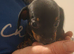 5 Chiweenie puppies for sale