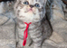 Full British shorthairs