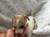 Jackapoo