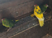 Kakariki babies, this years.