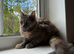 GCCF Maine Coon Queen, Active, DNA all Clear!