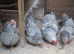 Silver Laced Wyandotte Bantam hens ( broody  or in lay)