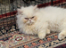 persian kitten for sale