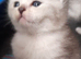 Scottish fold kitten.READY MONDAY.