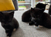 4 beautiful short haired kittens for sale
