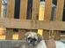 Stunning Shihtz