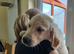 1 GIRL PUPPIES LEFT Beautiful Golden Retriever