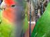 3 x Beautiful healthy breeding lovebirds