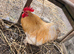 Male bantam