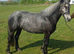Class 1 Connemara Mare