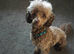 KC Reg Brown Toy Poodle For Stud