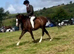 12.2hh 10 year old registered welsh section b gelding