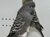 Anthracite Grey Black Face Budgies For Sale