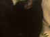 4 black kitten available