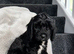 Cockapoo