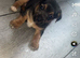 Male miniature Jack Russell puppie