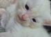 8 beautiful kittens looking for their forever homes