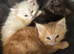 I have 1 black kitten.