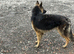Good dog 15 months old must be good home