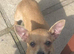 Silver/fawn Chihuahua boy