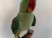 Hand tame Alexandrian parrot