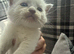 Kitten for sale  dad ragdoll  and mim british short hair