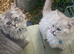 Outstanding Persian x kittens