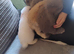 4 baby french lop