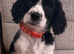 Cavalier x cavapoo puppies fully vaccinated