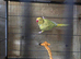 Yellow indian ringeck parrot