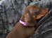 Minature Dachshund Puppies