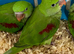 Hand Reared Tame .Talking Baby Alexandrian Parrots