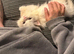 White Male Persian Chinchilla