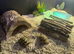 1 year old Hermann tortoise and aquarium