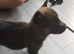 Belguim malinois