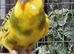 Young Budgies for sale
