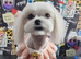 Exceptional F1 Maltipoo puppies
