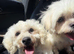 Precious - 1 year old Bichon Frise