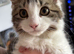 Maincoon cross kitten girl