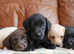 Quality Health Tested Labrador Puppies