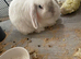Female breeding mini lop