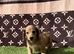 Long haired miniature dachshunds