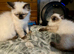 Beautiful Ragdoll kittens