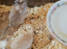 Male and female gerbil