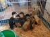 Indian runner ducklings