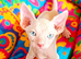 STUNNING RED/SILVER SPHYNX BOY KITTEN