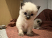 Beautiful Ragdoll kittens