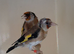12 Goldfinch